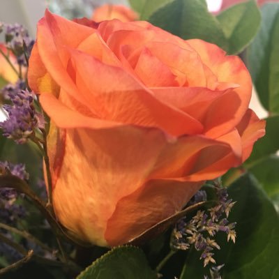 Erica Benson - Twitter Profile Picture of Erica Benson (@OpalOtt) on Twitter