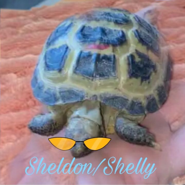 Profile Picture of 🐢sheldon🐢💖💖 (@sheldon.the_tortoise) on Tiktok