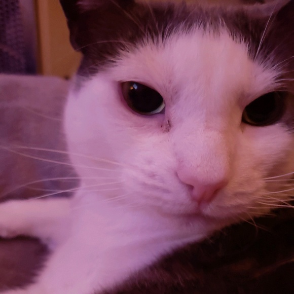 Profile Picture of Cheryl Billert (@flutterby1962) on Poshmark