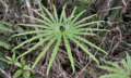 Profile Picture of Matoniaon Wikipedia