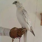 Profile Picture of حمد المنصوري (@hamad_almansoori2) on Instagram