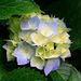 Profile Picture of geetha gopalan (@geethagopalan123) on Pinterest