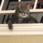 Profile Picture of Renae Bryant (@renaebryant) on Instagram