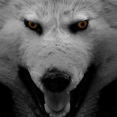 Profile Picture of Dave Beanland (@Moonwolf0113) on Twitter