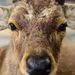 Profile Picture of Chris Caldwell (@azurecyberwolf) on Pinterest