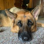 Profile Picture of Athena Rose (@athenarose_gsd) on Instagram