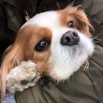 Profile Picture of Micky Maus Michael (@cavalier_spaniel_sg) on Instagram
