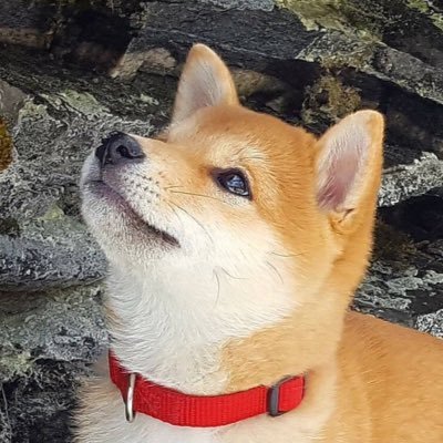 Profile Picture of Harold I Guess (@selcispop) on Twitter