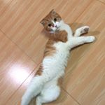 Profile Picture of Kevin Tsui (@55.0569593) on Instagram