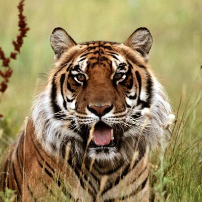 Profile Picture of MIKE RZEPKA (@BENGALTIGER1956) on Twitter