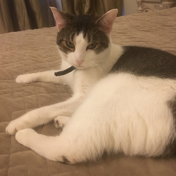 Profile Picture of Allison Rodriguez (@allison782) on Poshmark