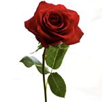 Profile Picture of Jordan Lerma (@jordan.e9) on Instagram