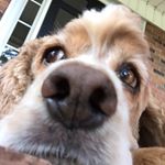 Profile Picture of Daniel Kirkman (@danny_foy21) on Instagram