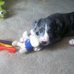Profile Picture of Luke Jimenez (@luke_the_great_dane_life) on Instagram