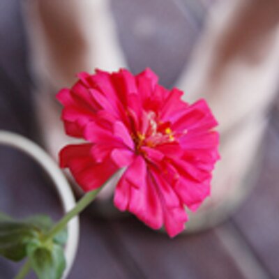 Profile Picture of Mandy Tang (@pigmandy16) on Twitter