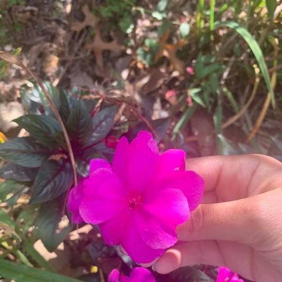 Profile Picture of Avideh Yesharim (@avidehyesharim) on Poshmark