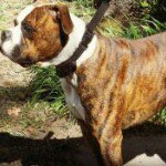 Profile Picture of Jeremy Dickmann (@dicky76) on Instagram