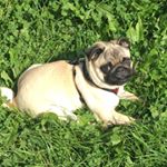 Profile Picture of Oscar McDonald (@oscar_mcdonald_pug) on Instagram