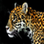 Profile Picture of 王 (@漪奇) on Flickr