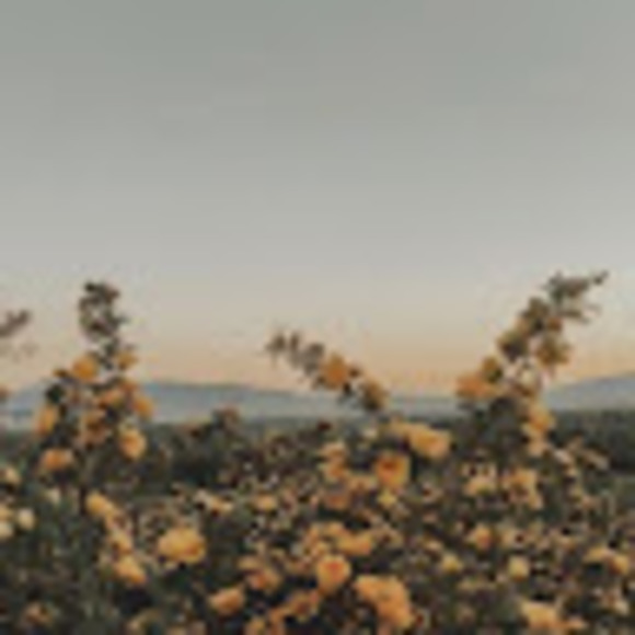 Profile Picture of Jozelyn Pecorella (@jozelyn_p) on Poshmark