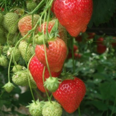 Profile Picture of Trisha Sutherland (@caithnessfruits) on Twitter