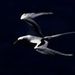 Profile Picture of Georges Barriere (@geobarriere) on Pinterest