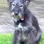 Bianca Halle - Instagram Profile Picture of Bianca Halle (@mortzmurmel) on Instagram