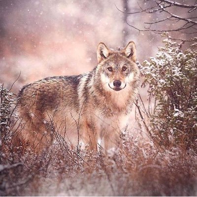 Profile Picture of Cindy Hawkes (@CindyHawkes) on Twitter