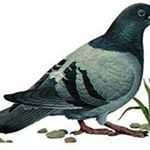 Jillvickline Etole - Instagram Profile Picture of Jillvickline Etole (@jillvickline) on Instagram