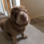 Profile Picture of Tom Windle (@roguegrinch) on Instagram