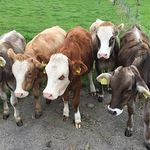 Profile Picture of Michael Trauner (@michaeltrauner) on Flickr