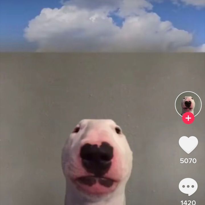 Profile Picture of nicholashealey77 (@nicholashealey77) on Tiktok