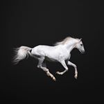 Profile Picture of Shawn Wong (@shekleongwong) on Instagram