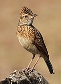 Profile Picture of Rufous-naped larkon Wikipedia