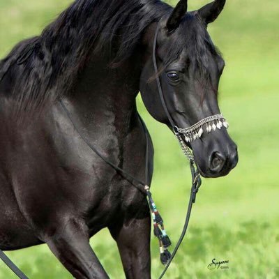 Profile Picture of Mohammed Jaber (@mohammedjaber55) on Twitter