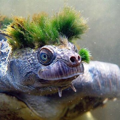 Profile Picture of Mary River Turtle Foundation (@turtle_river) on Twitter