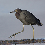 Profile Picture of Aaron Marshall (@ovenbirder) on Flickr