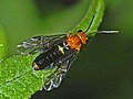 Profile Picture of Nematinaeon Wikipedia