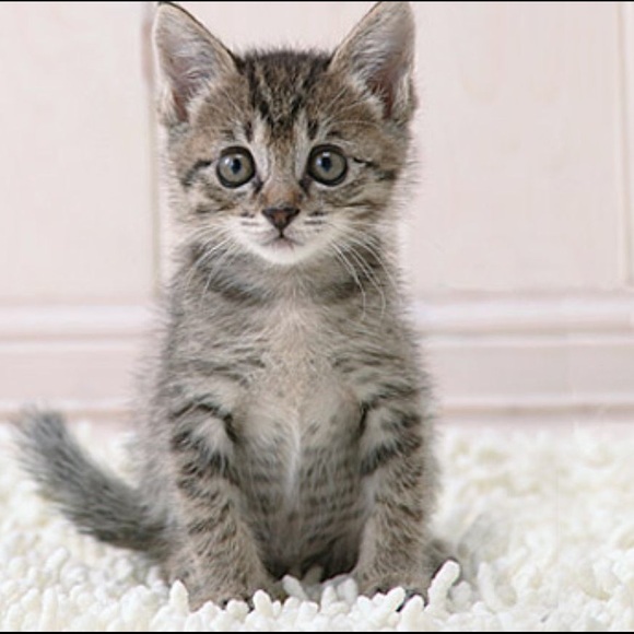 Profile Picture of Reagan Seleno (@reaganseleno) on Poshmark