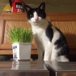 Profile Picture of Lisa Thomas Balkom (@rosemomone) on Instagram