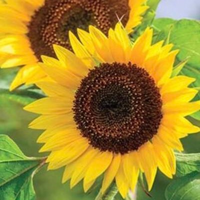 Profile Picture of Dyann R. Mack, Ed.D. (@drmack_ed) on Twitter