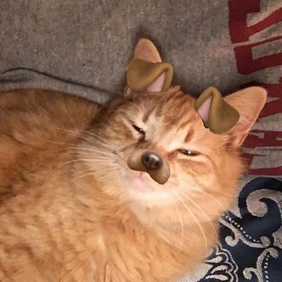 Profile Picture of Bisiii (@BiseraStojkoska) on Twitter