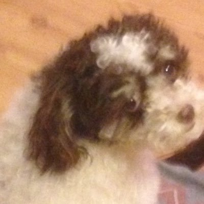 Profile Picture of Patty Harding (@hardingP2d2) on Twitter