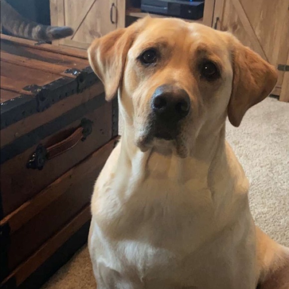 Profile Picture of Hailey Thornton (@haileythornt390) on Poshmark