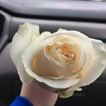 Profile Picture of Stella Kirby Ruggiero (@princesssparkles2005) on Instagram