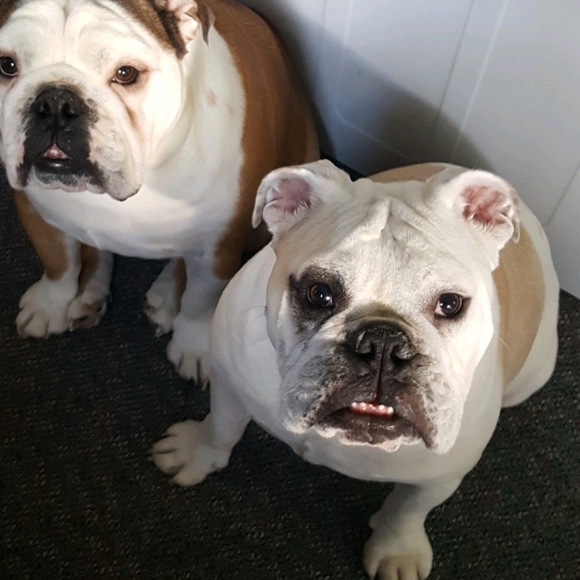 Profile Picture of Sarah Dolfi (@sarahdolfi) on Poshmark