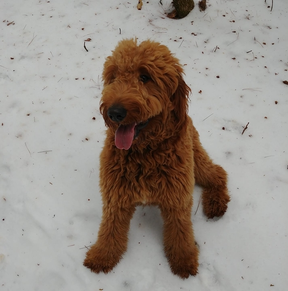 Profile Picture of Rebecka Kosichek (@rebeckajoy_16) on Poshmark