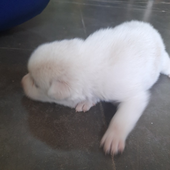 Profile Picture of Naga lakshmi Naga (@naga8287) on Poshmark