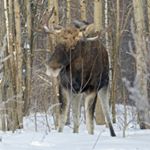 Profile Picture of shasta boyd (@shasta0688qr) on Instagram