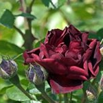 John - Instagram Profile Picture of John (@johnbatheasto) on Instagram